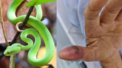 Un serpent venimeux « caché » dans les toilettes a mordu une personne qui venait de se réveiller
