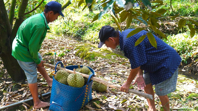Đưa thông tin đến nông dân phải cập nhật thường xuyên như dự báo thời tiết
