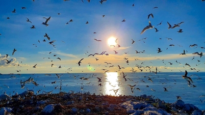 Äggön - Con Dao nationalpark, en fridfull plats för fåglar