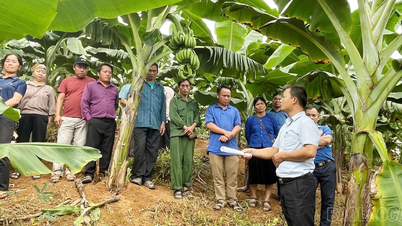 Training on cultivation techniques, disease prevention and linking consumption of banana products