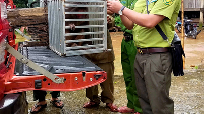 Release two rare monkeys into the wild