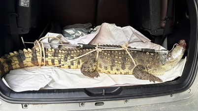 Un cocodrilo de más de 50 kg se arrastró hasta una zona residencial de la ciudad costera de Quy Nhon.