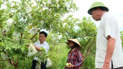 Ninh Binh 2025 تک 10-20 پروڈکٹس کو شامل کرنے کا ہدف حاصل کرنے کی کوشش کر رہا ہے جو 3-ستارہ یا اس سے زیادہ کے معیار پر پورا اترتا ہے۔