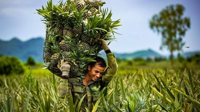 OCOP Ninh Binh 2025: Promover valores locais, valorizar marcas de produtos agrícolas