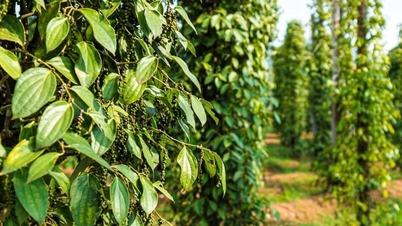 Precio de la pimienta hoy 23 de octubre: Continuando una serie de días estables, la producción de la India cae drásticamente
