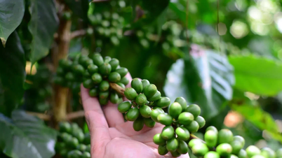 Koffieprijs vandaag 24 oktober 2025: Bijna 3.000 VND/kg gestegen
