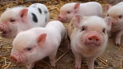Pig price today October 24: 'Movementless', maintaining peak price in the North