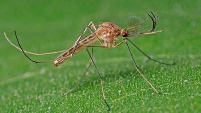 ¿Por qué en Islandia hubo mosquitos en estado salvaje por primera vez?