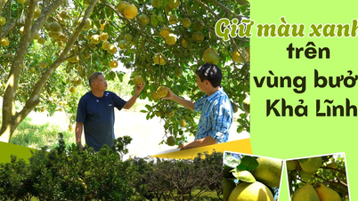 Pertahankan warna hijau area jeruk bali Kha Linh