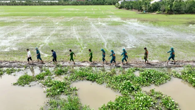 Os líderes da comuna de Tan Thanh apoiam o povo, determinados a manter o dique para salvar o arroz.