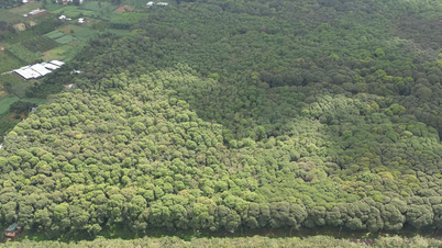 Vue panoramique de la forêt protectrice de Xuan Son, d'une superficie de 458 ha