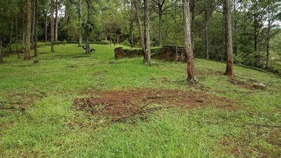 Lam Dong inspectează proiecte de investiții legate de păduri