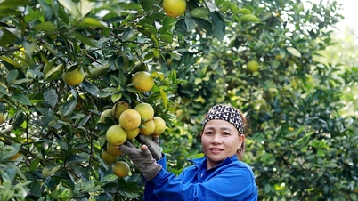 Cultivo de naranjas orgánicas: una dirección de desarrollo sostenible para los agricultores de Ha Tinh