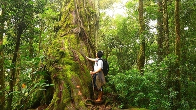 Admire la población po mu de 1.300 años de antigüedad en el Parque Nacional Bidoup – Nui Ba