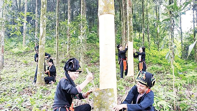 “เหมืองทองคำสีเขียว” ของลาวไก