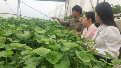 Nhân rộng các mô hình trồng trọt giảm phát thải