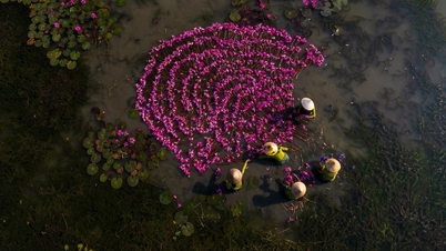 Purpuriul din Tam Coc – O pictură magică în inima orașului Ninh Binh