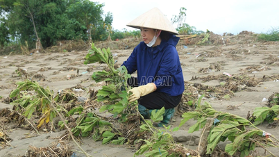 ត្រូវ​ផ្លាស់​ប្តូរ​ផ្នត់​គំនិត​ក្នុង​ការ​ដាំ​ដើម​ស្វាយ និង​ការ​ចិញ្ចឹម​ដង្កូវ​នាង