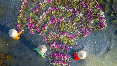 Purple of Tam Coc – Un tableau magique au cœur de Ninh Binh
