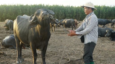Người sở hữu đàn trâu quý hiếm