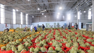 Necessidade de um mecanismo de “prioridade rápida” para testar amostras de durian exportadas