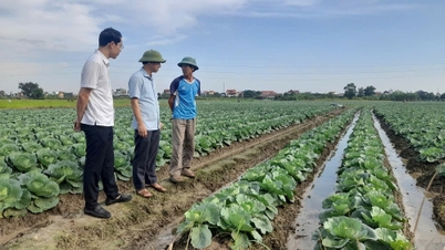 Hai Phong planted over 6,500 hectares of winter vegetables.