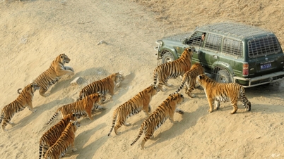 ロアン・スエン動物園:トラの餌やり作業員を7,000ドルで募集