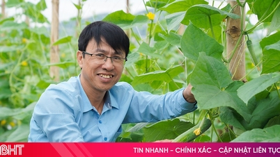Pepino "Tai Loc" é destinado à terra Mai Hoa