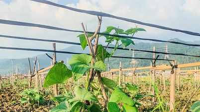 ব্র্যান্ডটি বজায় রাখুন এবং ট্যাম দাও ছায়োটের মূল্য বৃদ্ধি করুন