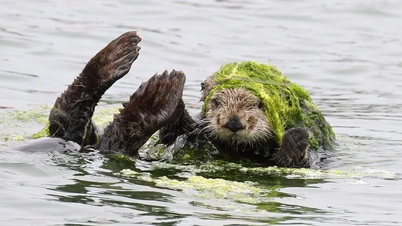 Strange things about the animal with the thickest fur in the world