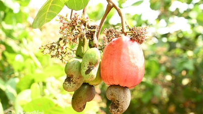 Delicious dishes from cashews