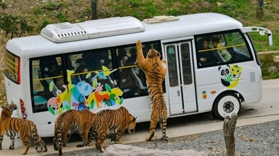 Zoológico procura pessoas com espírito forte para alimentar tigres, salário de 185 milhões de VND/mês