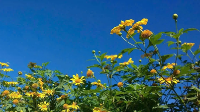Wilde Sonnenblumensaison
