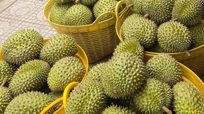 Nâng cao chất lượng kiểm nghiệm để phục vụ xuất khẩu sầu riêng