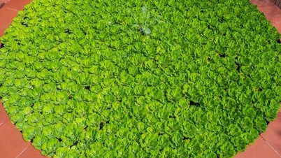 डकवीड को 21वीं सदी का नया "सुपरफूड" माना जाता है।