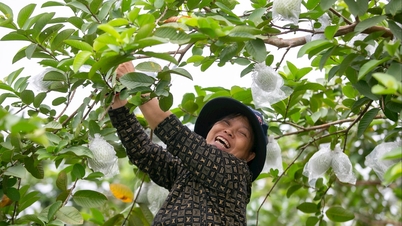 Mimosezónní guava v Ha Namu je v období sklizně