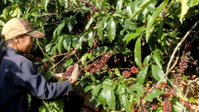Giá cà phê hôm nay 27/10: Mở đầu tuần bằng đà tăng lên đỉnh 117.000 đồng/kg