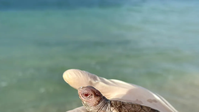 14 rare albino turtles born healthy in Con Dao