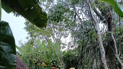 Regulamentando a irrigação, as comunas de Chien Dan, Phu Ninh e Tay Ho respondem proativamente às inundações