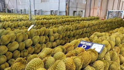 Dak Lak : proposition d'un mécanisme de « priorité rapide » pour les exportations de durian