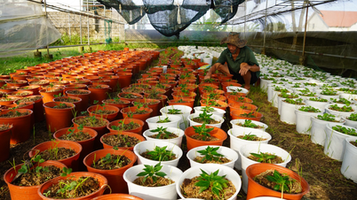 Para ayudar a los cultivadores de flores a aliviar sus preocupaciones por el Tet