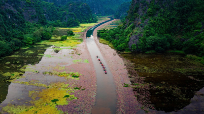 کمل کے پھول 'رنگنے' Ninh Binh اوپر سے گلابی