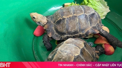 Phát hiện 2 con rùa quý hiếm trong đền Đại An