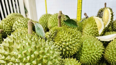 Durian-Preis heute, 28. Oktober: Viele Lagerhäuser erhöhen die Preise erneut