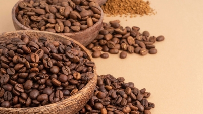 Kaffeepreis heute, 28. Oktober: Kehrtwende und „Fall“ um 1.500 VND/kg, Arabica „fällt wie ein Teppich“