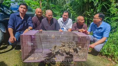 ការដោះលែងឆ្មាព្រៃដ៏កម្រចំនួន 4 នៅឧទ្យានជាតិ U Minh Ha