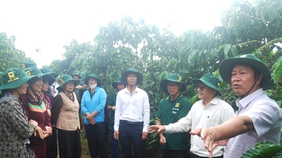 Hiệu quả từ mô hình canh tác cà phê thông minh ở Lâm Đồng