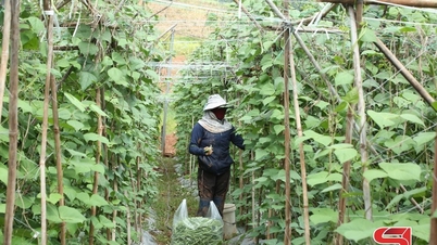 Produksi sayuran musim dingin, meningkatkan pendapatan