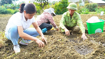 Muong Khuong implementeert project ter ondersteuning van het planten van aardappelen en groenten voor boeren