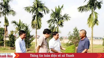 Dinh Tan واضح طور پر ترقی کے امکانات کی نشاندہی کرتا ہے۔